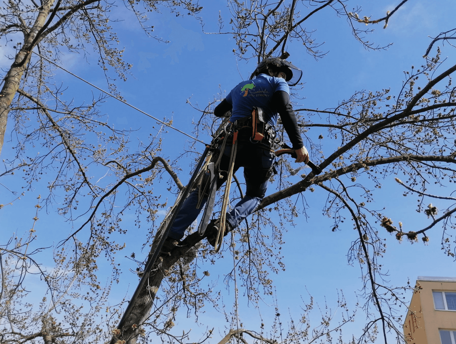 Ošetření stromů a dlouhodobá péče o stromy
