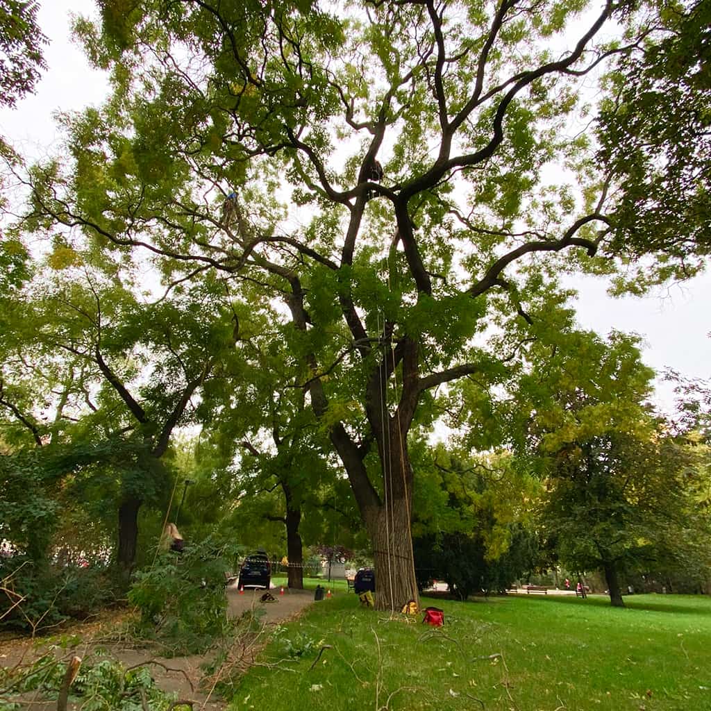 Ošetření památných stromů