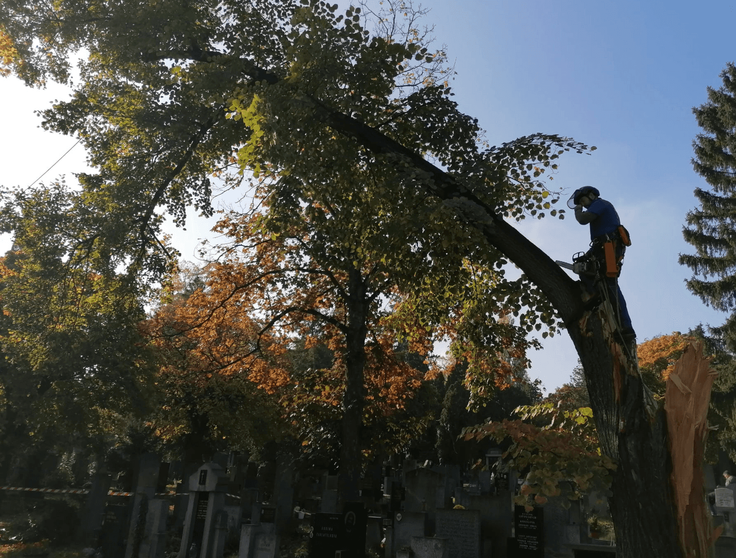 Rizikové kácení stromů